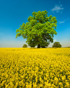 Blühendes Rapsfeld mit alten solitären Eichen, blauer Himmel mit Schönwetterwolken, Mecklenburgische Schweiz, Mecklenburg-Vorpommern, Deutschland Blühendes Rapsfeld mit alten solitären Eichen, blauer Himmel mit Schönwetterwolken, Mecklenburgische Schweiz, Mecklenburg-Vorpommern, Deutschland